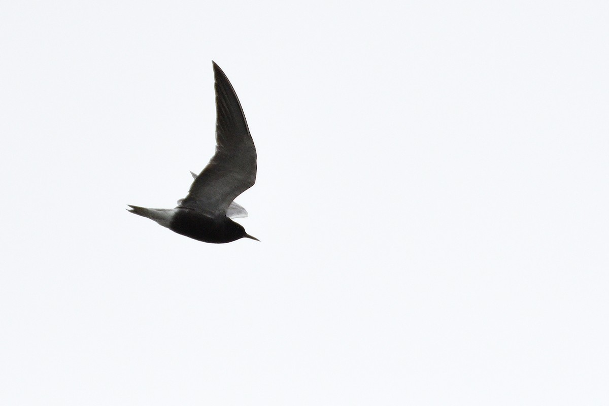 Black Tern - James Moodie