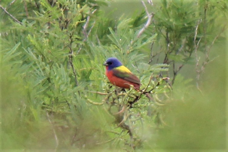 Painted Bunting - ML162971561