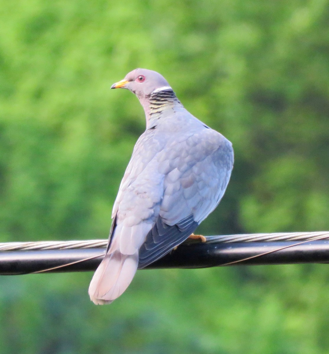Band-tailed Pigeon - ML162973611
