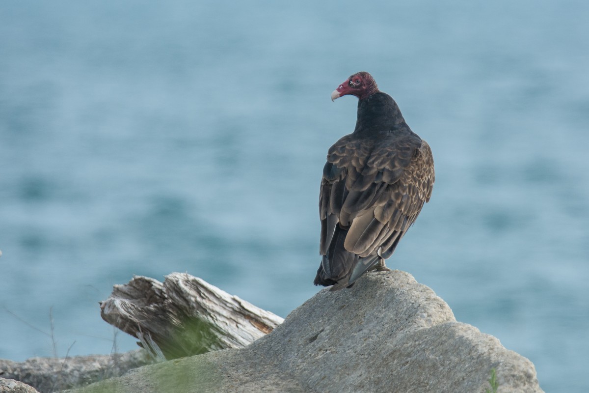 Turkey Vulture - Dan Lory