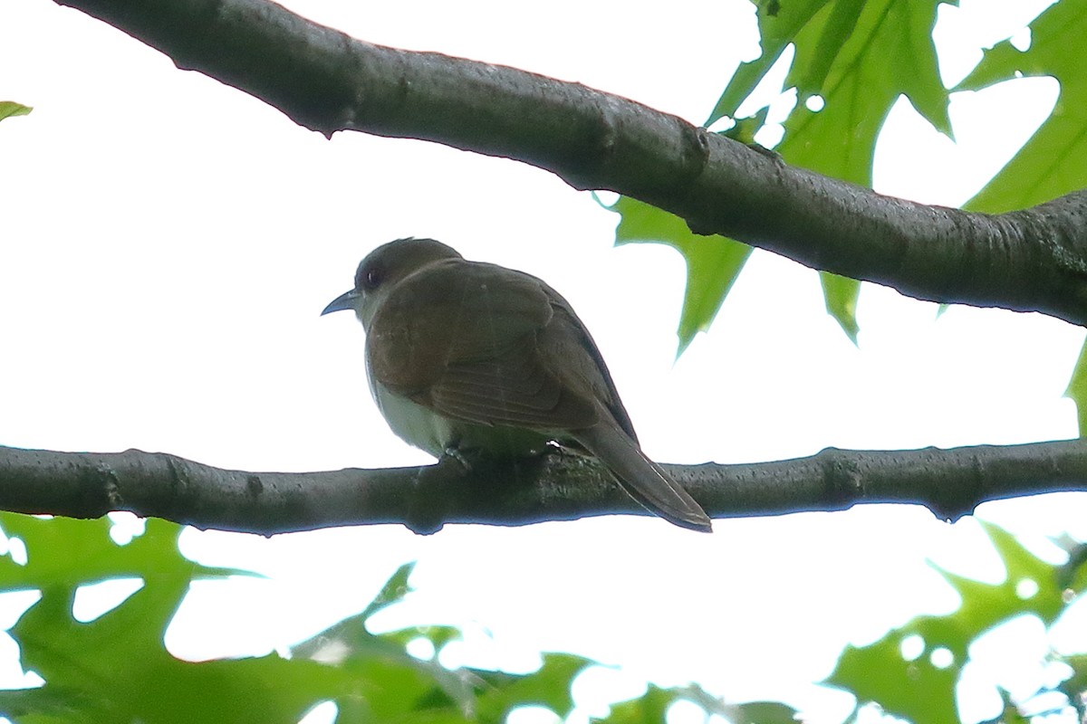 Black-billed Cuckoo - ML162976011