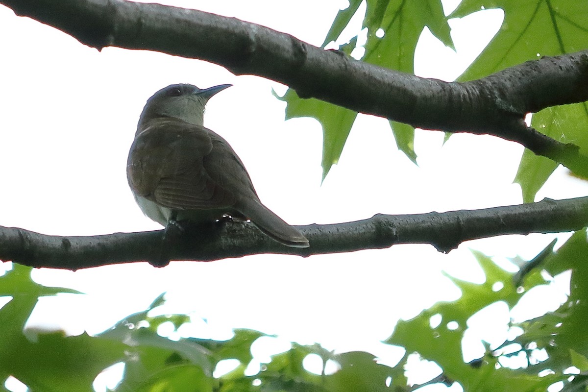 Black-billed Cuckoo - ML162976051