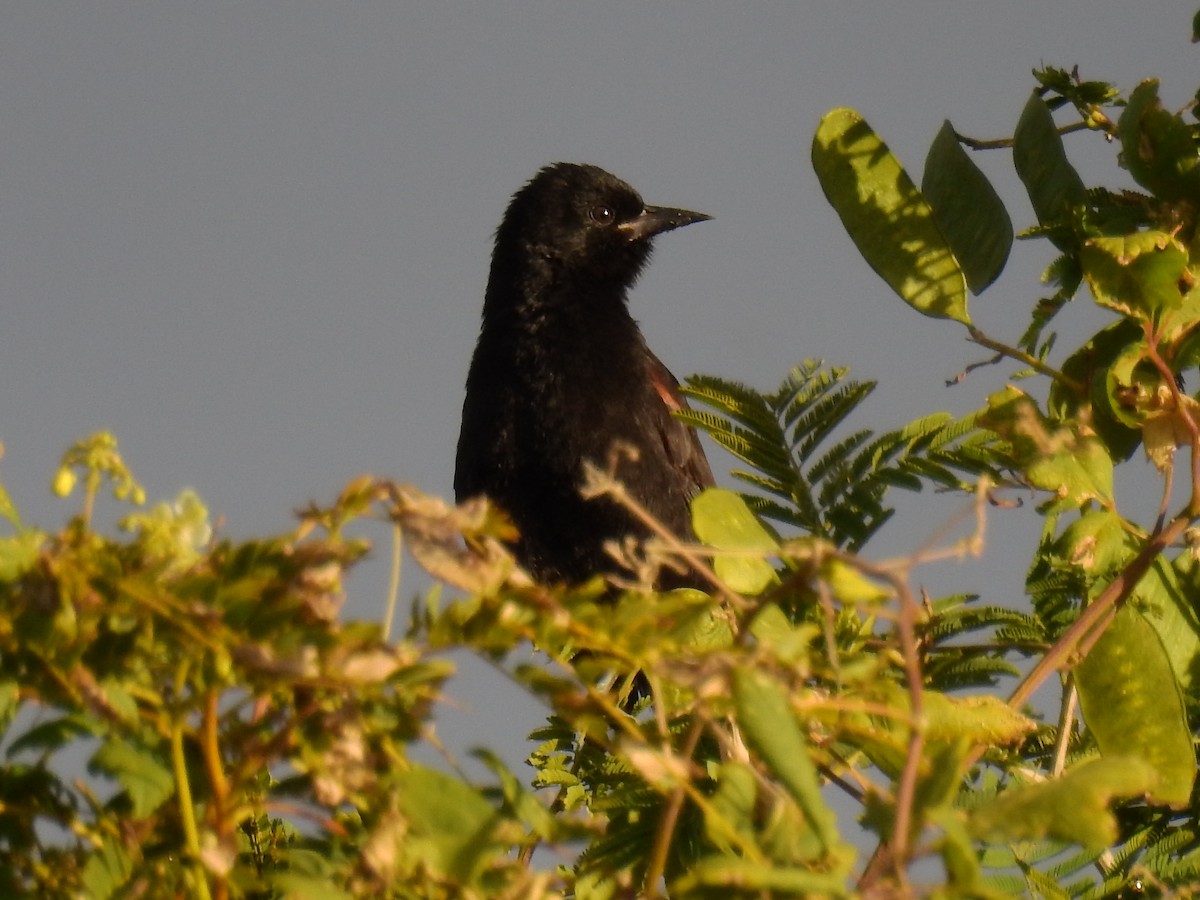 Variable Oriole - ML162976091