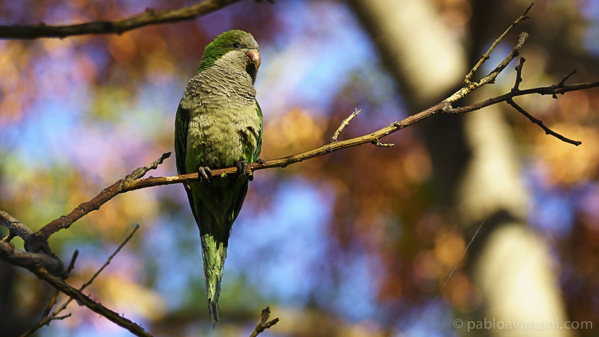 Monk Parakeet - ML162976691