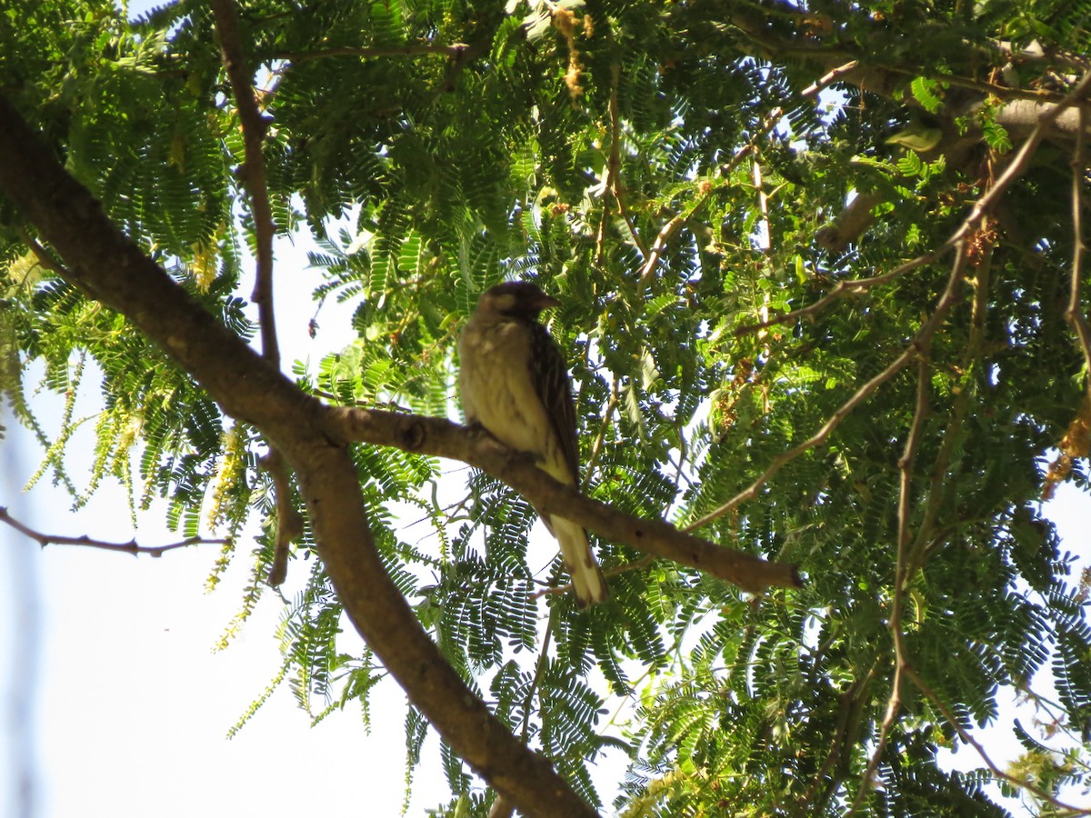 Greater Honeyguide - ML162977191