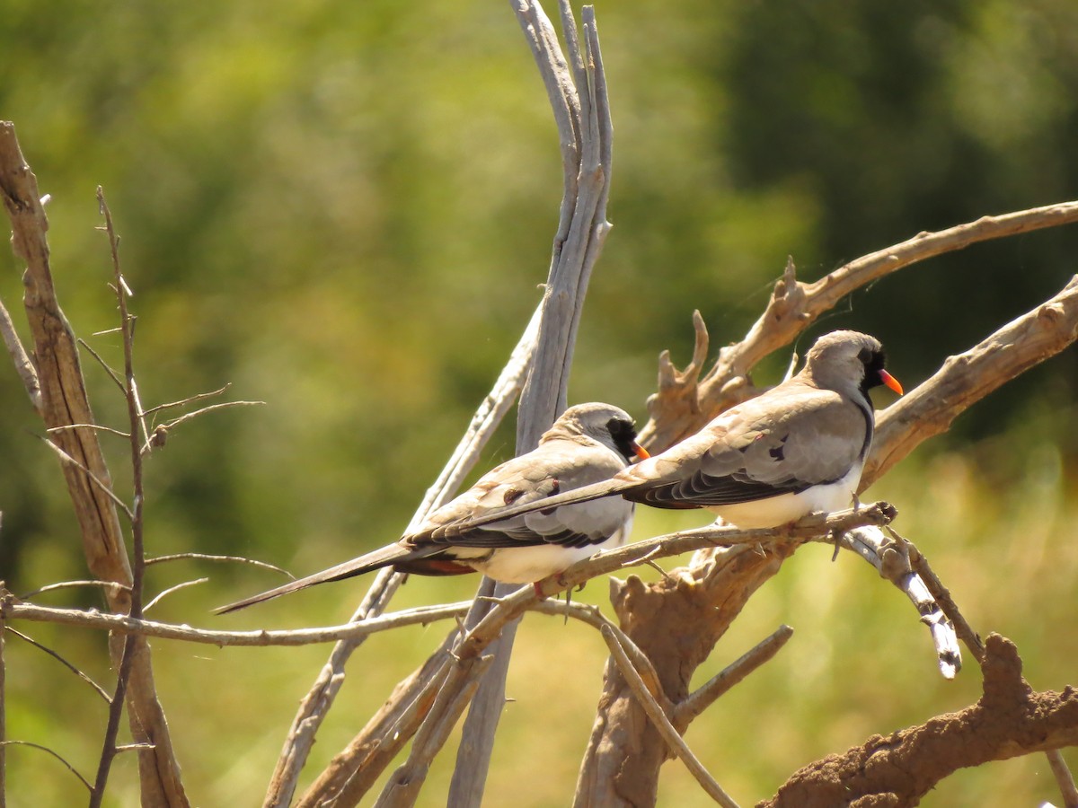 Namaqua Dove - ML162977731