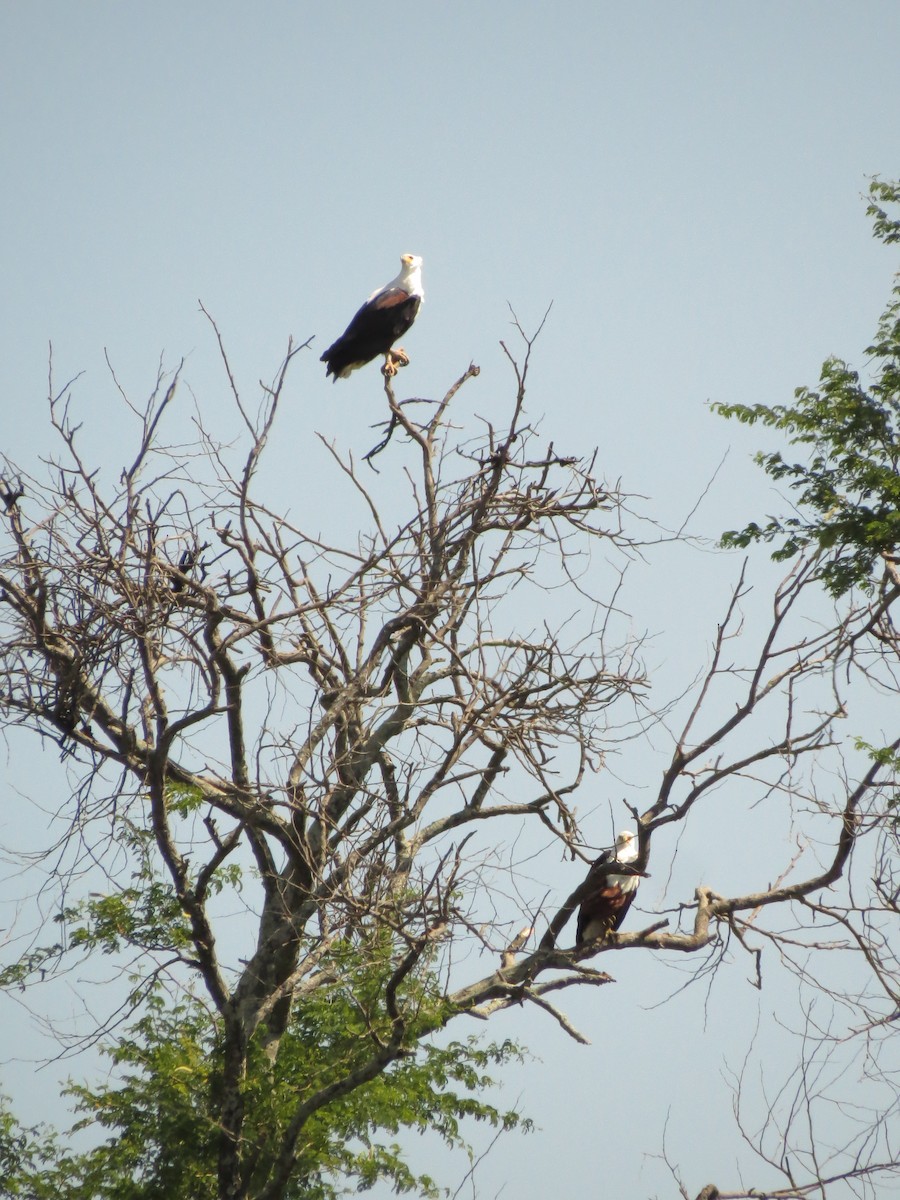 African Fish-Eagle - Christian Cholette