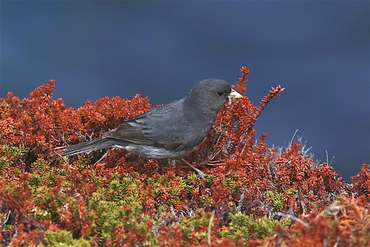 Dark-eyed Junco (Slate-colored) - ML162979801