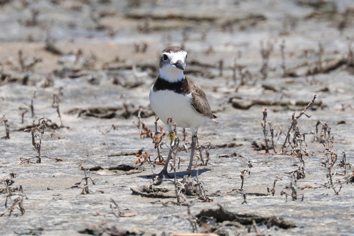 Wilson's Plover - ML162980551