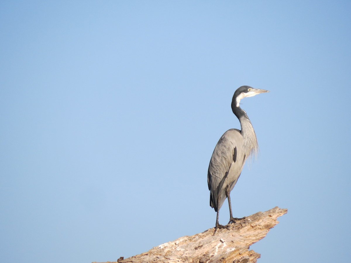 Black-headed Heron - ML162983151