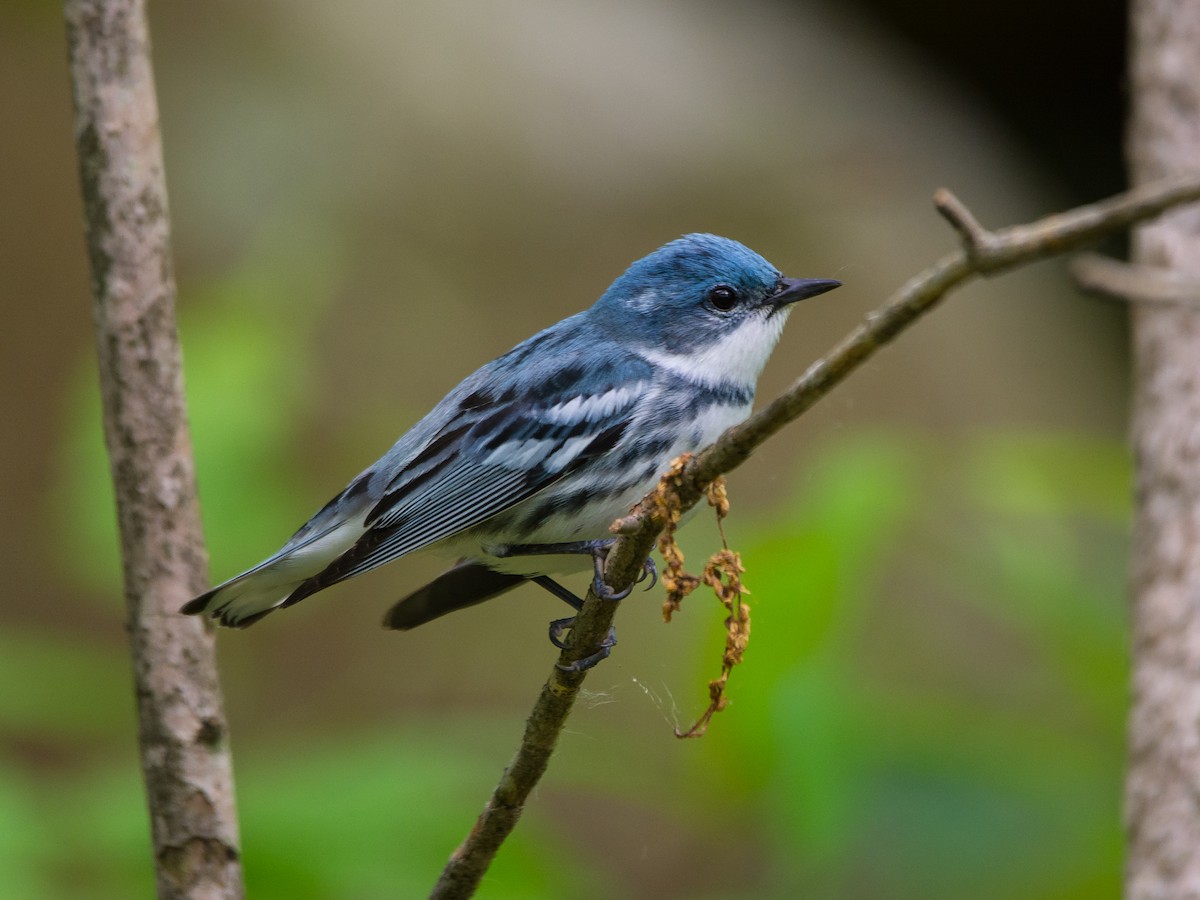 Blauwaldsänger - ML162983971