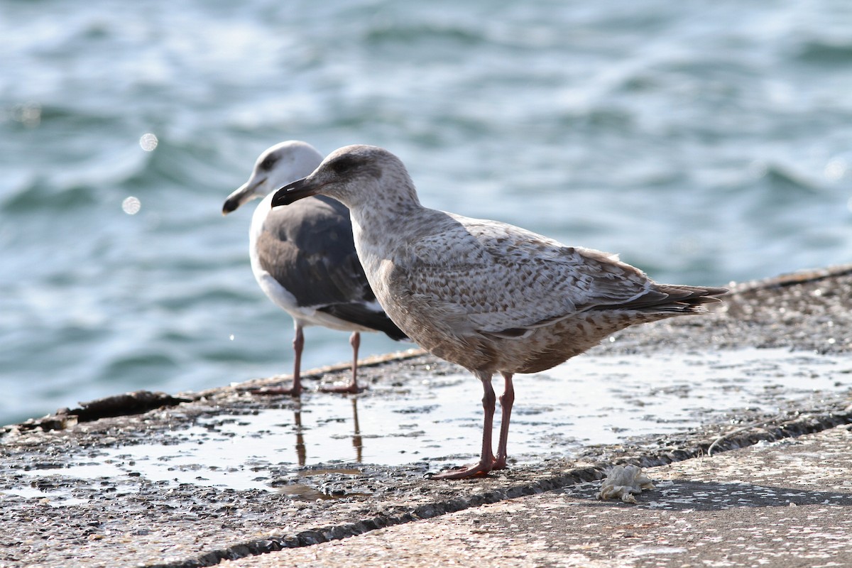 Slaty-backed Gull - ML162984251