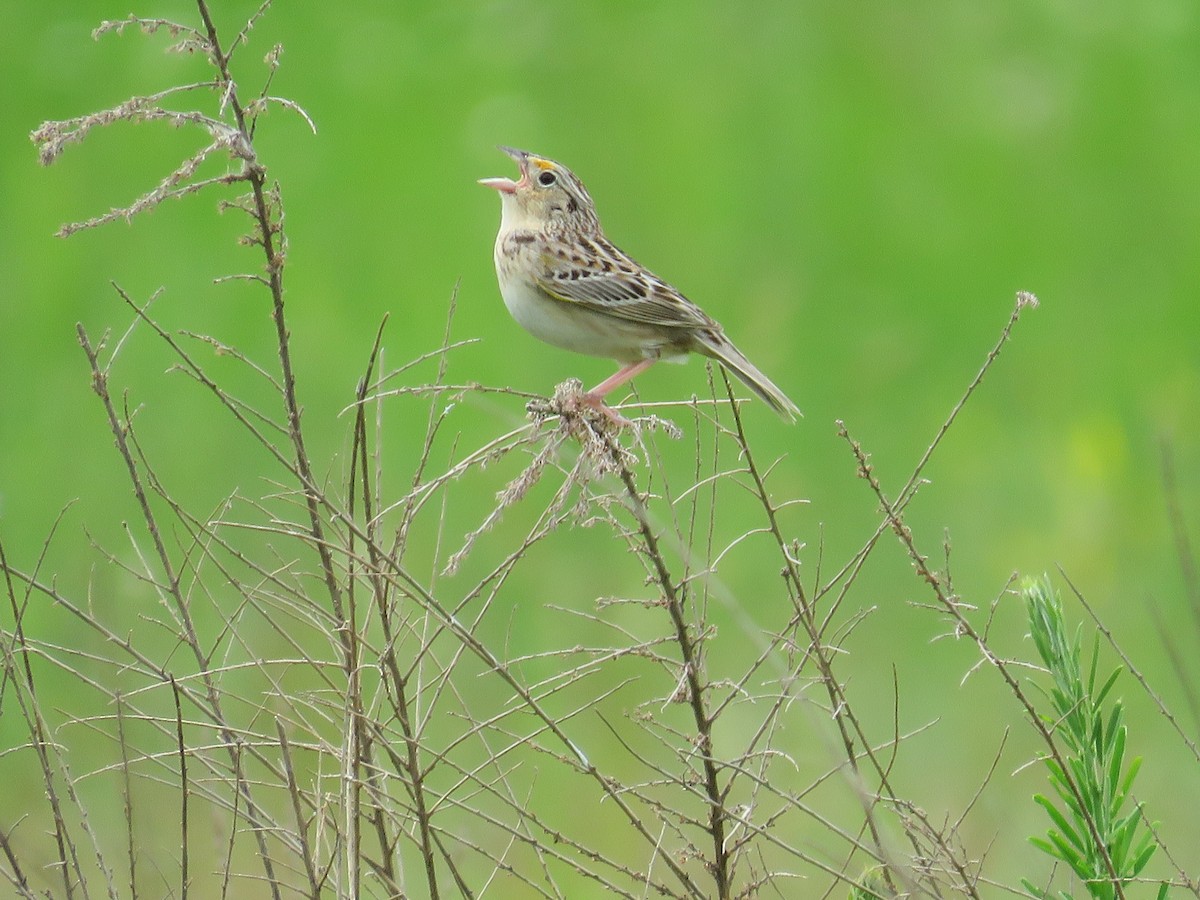 Grasshopper Sparrow - ML162984551