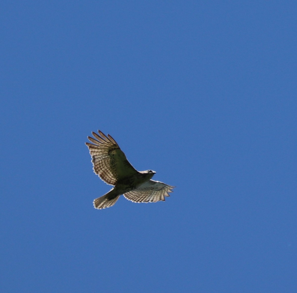 Red-tailed Hawk - ML162984981