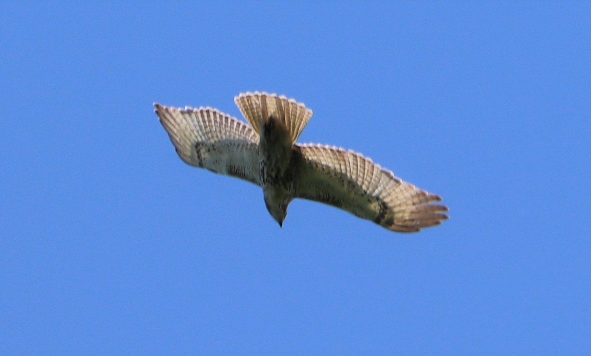 Red-tailed Hawk - ML162985001