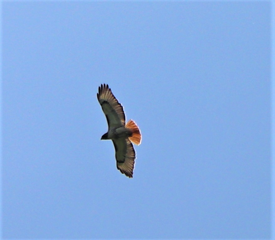 Red-tailed Hawk - ML162985021