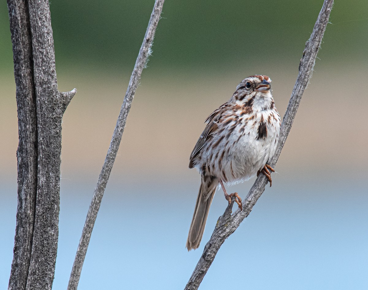 Song Sparrow - ML162985491