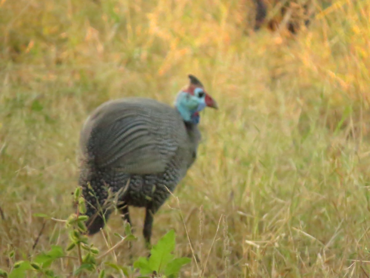 Helmeted Guineafowl - ML162985641