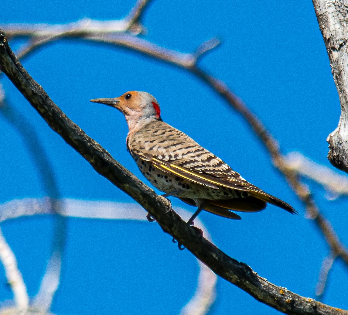 Northern Flicker - ML162985771