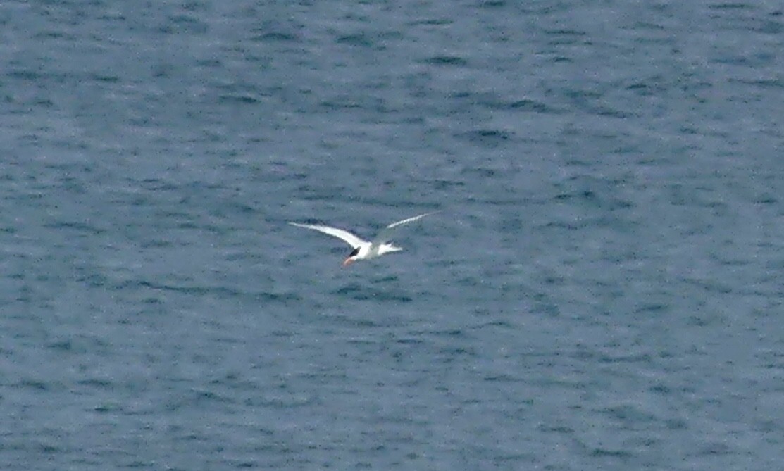 Royal Tern - ML162988961