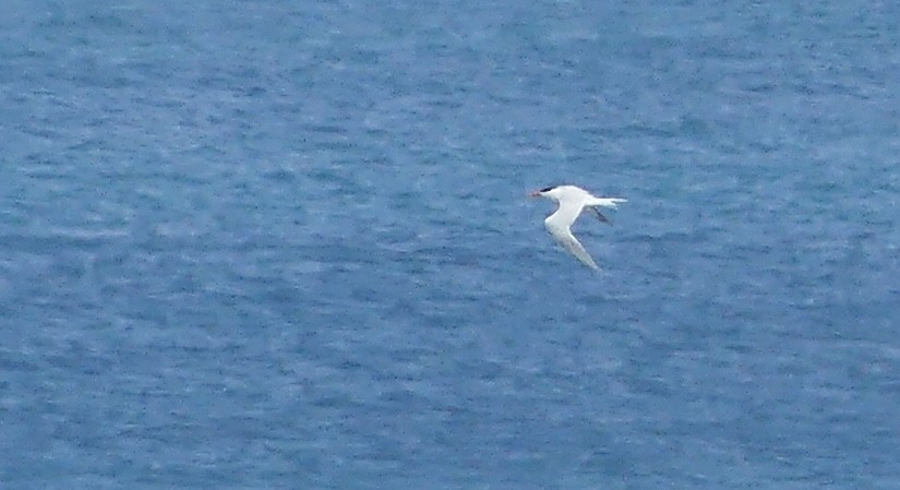 Royal Tern - ML162988971