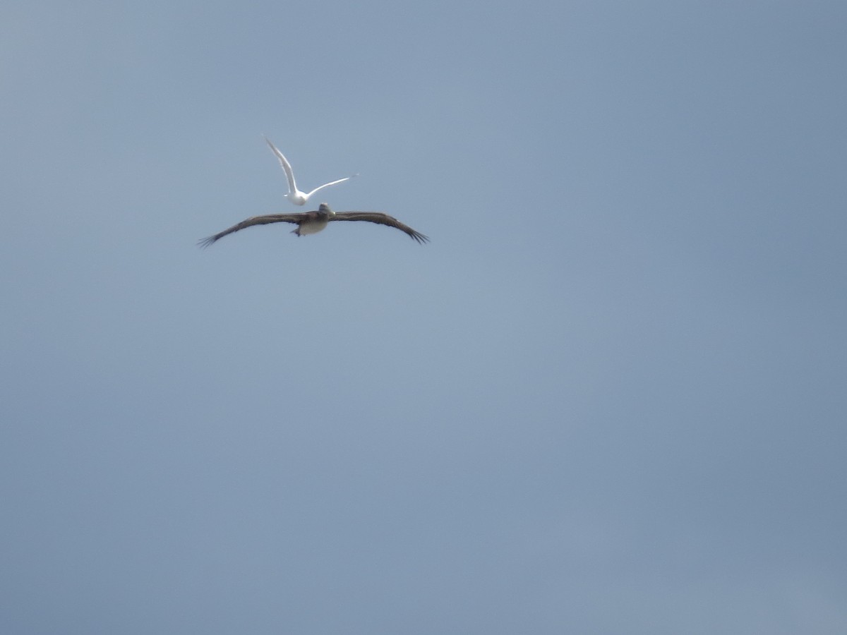 Brown Pelican - ML162989051