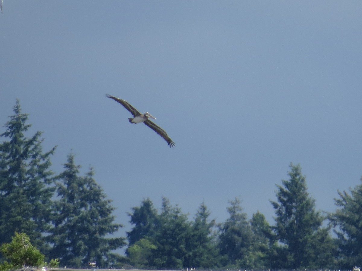 Brown Pelican - ML162989071