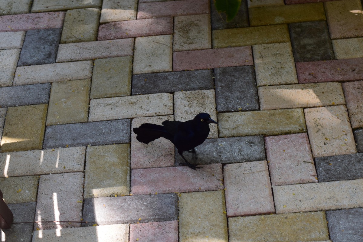 Greater Antillean Grackle - ML162989161