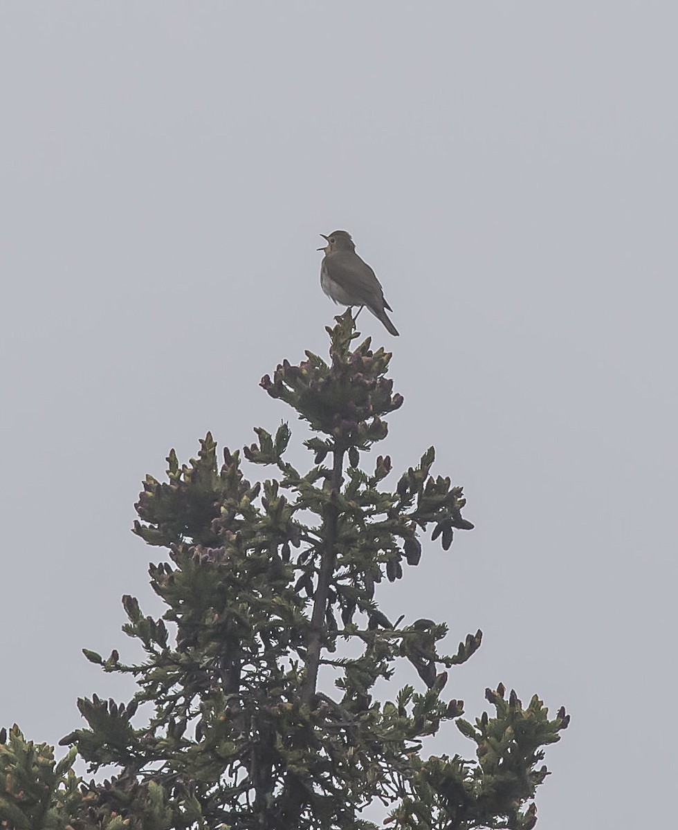 Swainson's Thrush - ML162989841