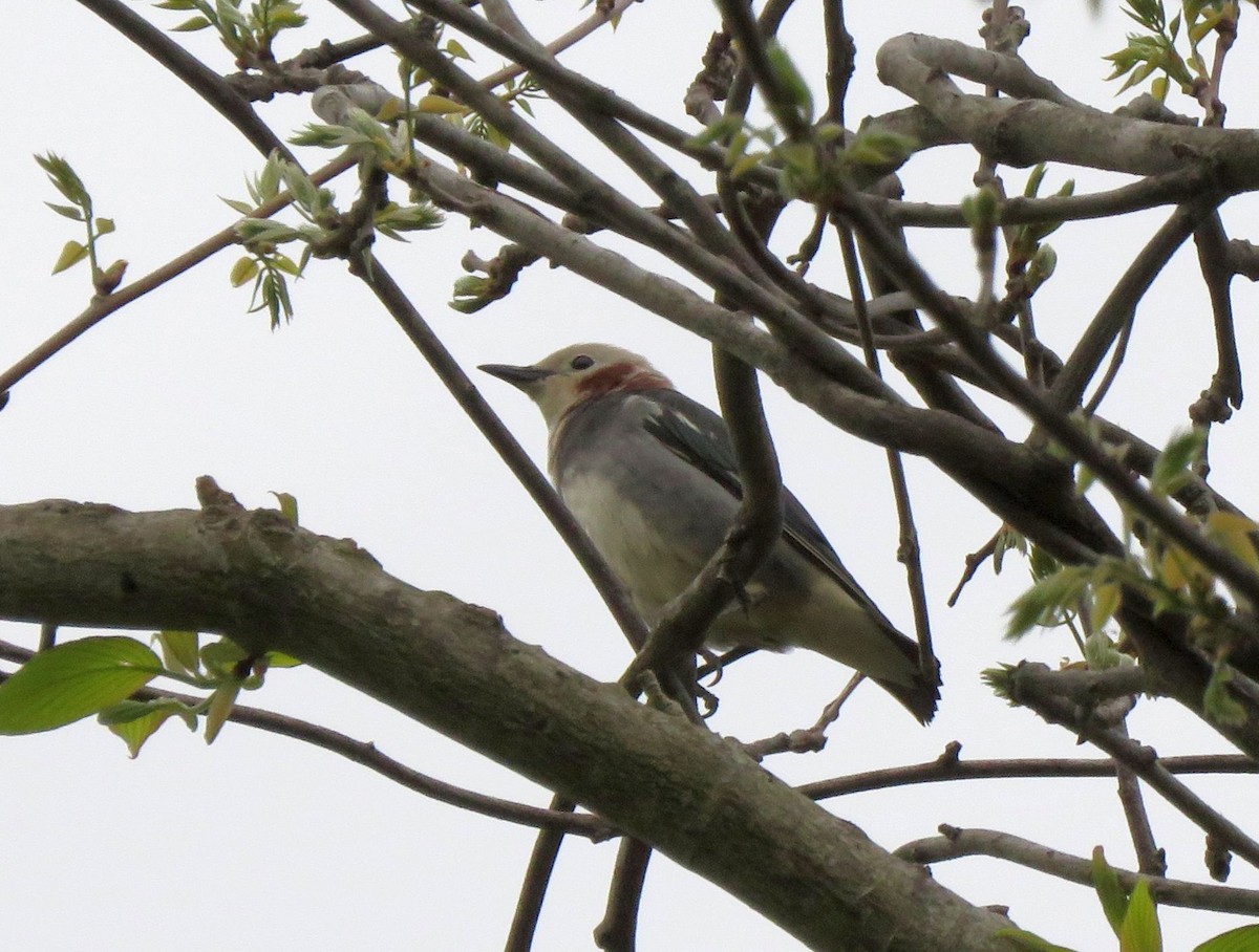 Chestnut-cheeked Starling - ML162990121