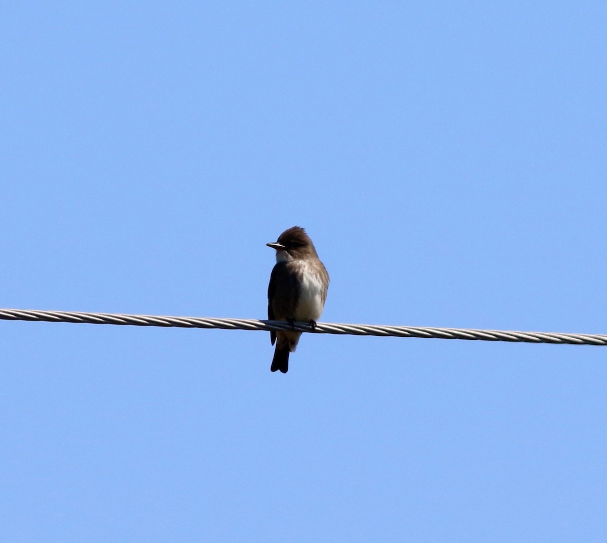 Olive-sided Flycatcher - John & Ivy  Gibbons