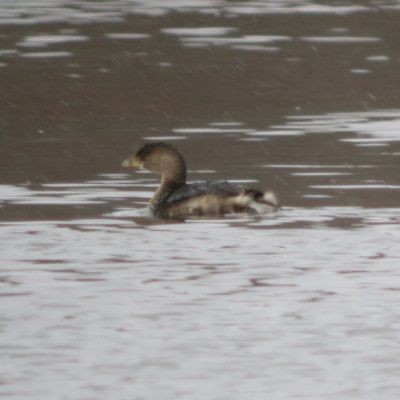 Pied-billed Grebe - Howie Sternberg