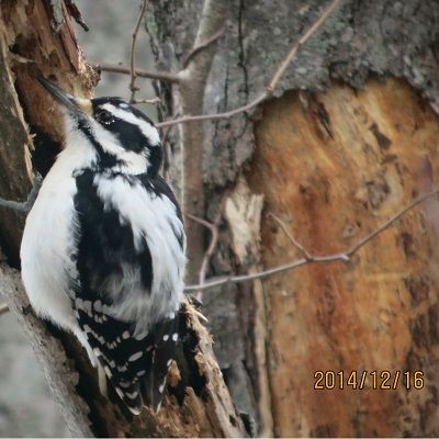 Hairy Woodpecker - Howie Sternberg