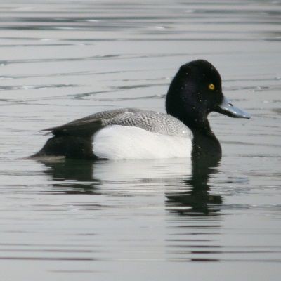 Greater Scaup - ML162995001