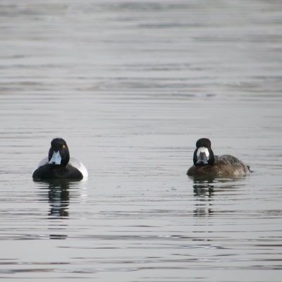 Greater Scaup - ML162995011