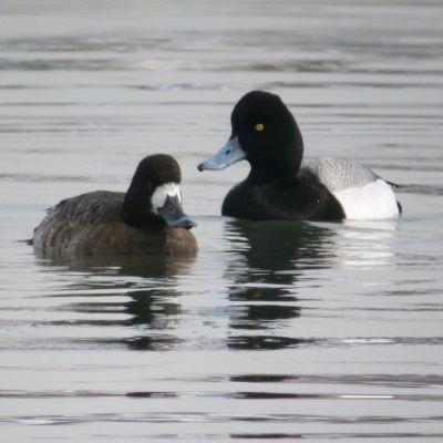 Greater Scaup - ML162995031