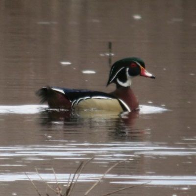 Wood Duck - Howie Sternberg