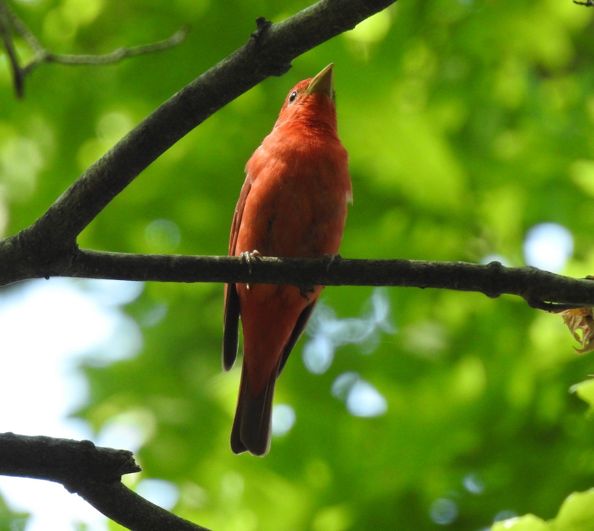 Summer Tanager - ML162995671