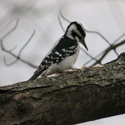 Hairy Woodpecker - Howie Sternberg