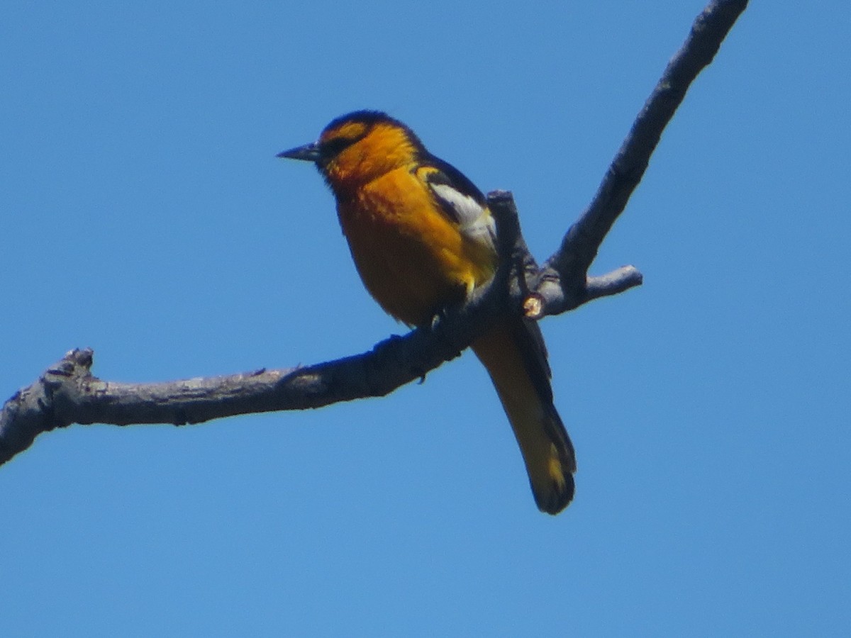 Bullock's Oriole - TK Birder