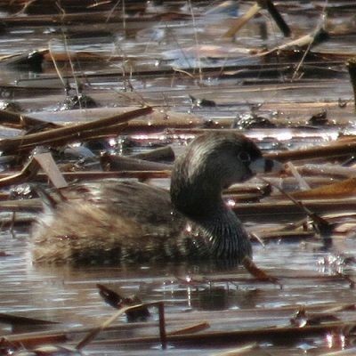 Pied-billed Grebe - ML162996101