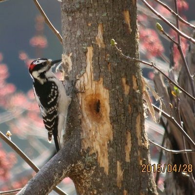 Hairy Woodpecker - Howie Sternberg