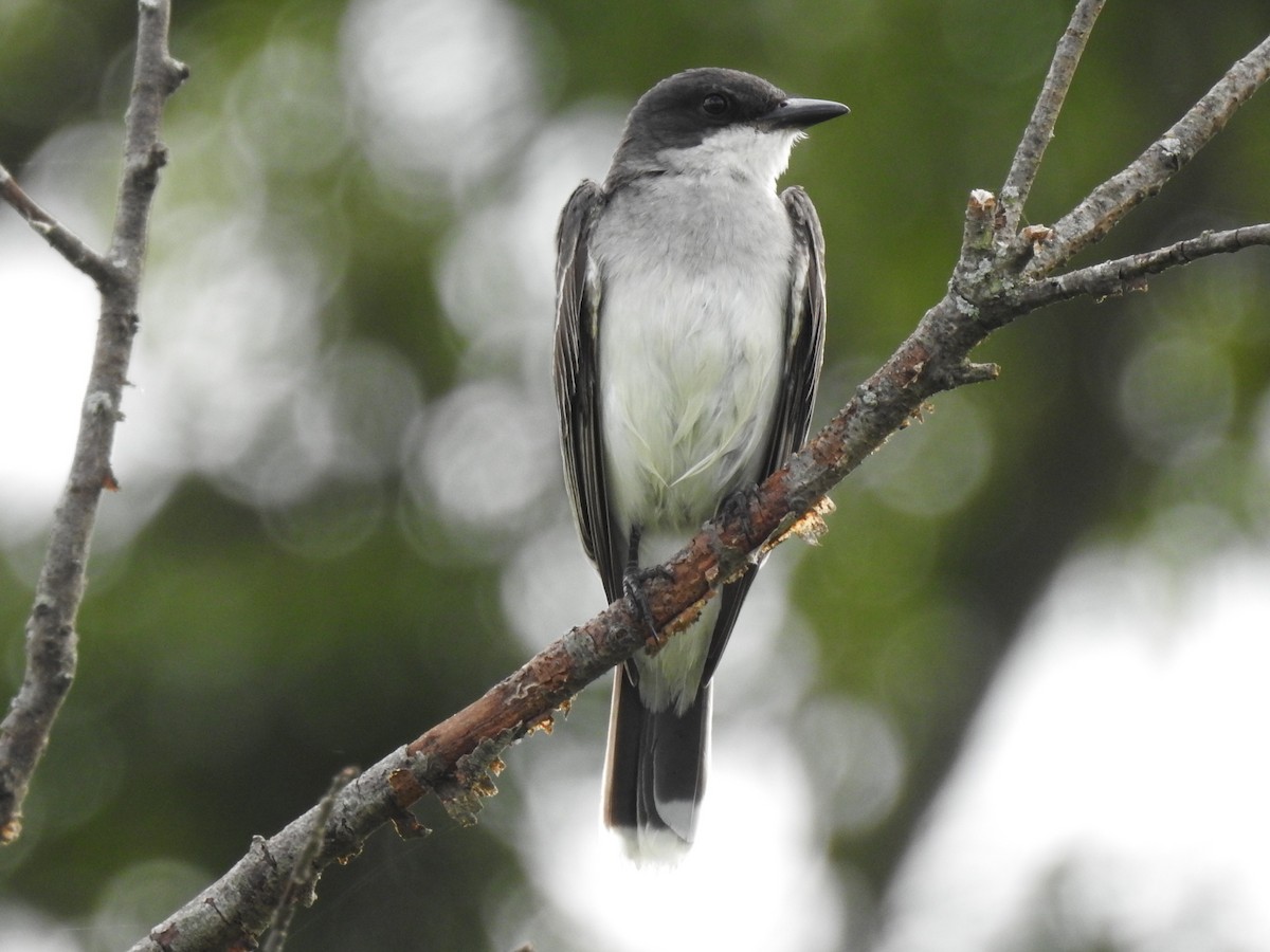 Eastern Kingbird - Mike Thelen