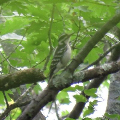 Hairy Woodpecker - ML162998441