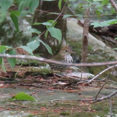 Ovenbird - ML162998461