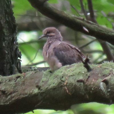 Mourning Dove - ML162998471