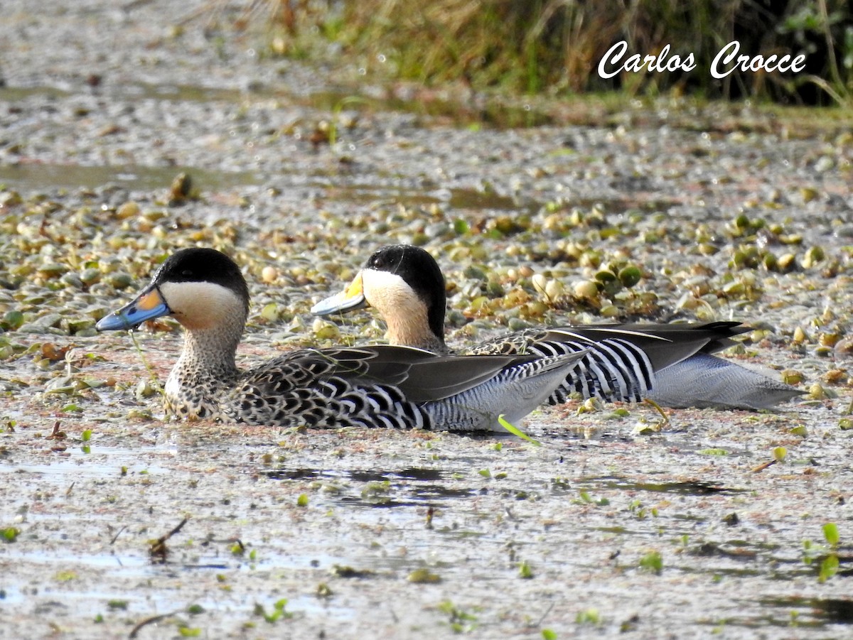 Silver Teal - Carlos Crocce