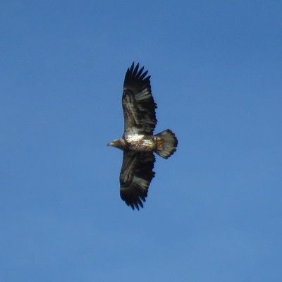 Bald Eagle - ML163001701