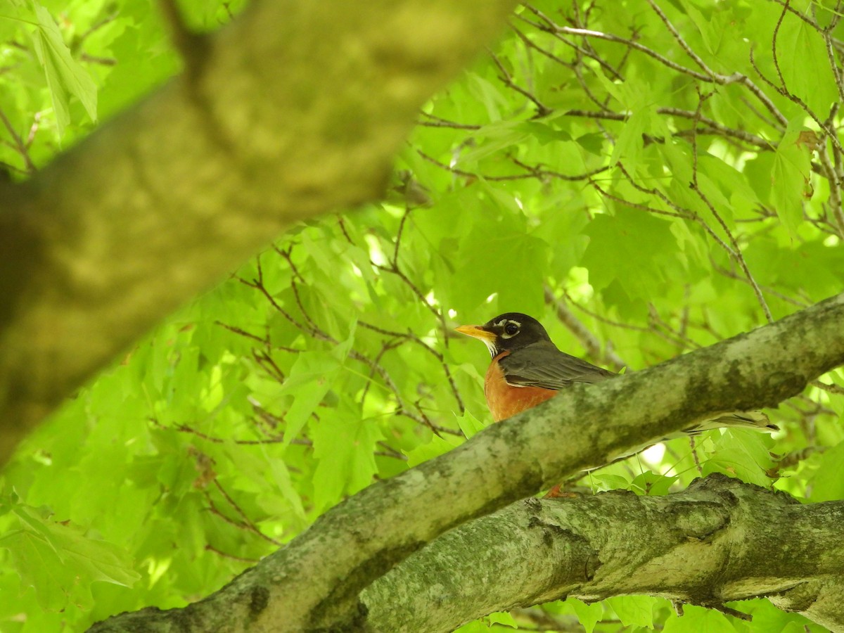 American Robin - Rick Luehrs