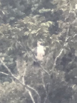 Philippine Eagle - ML163005331